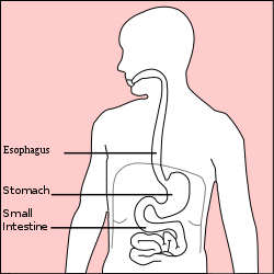 250px-Stomach_diagram.svg.png