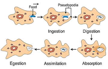 amoeba.png