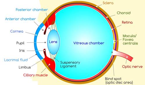 Figure 13 Human Eye