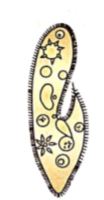 Paramecium.JPG