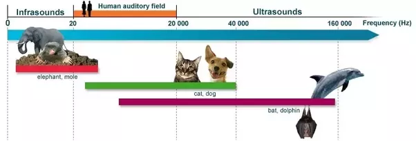 Range of Infrasound and Ultrasounds