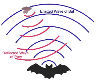 Ultrasonic waves generated by bats