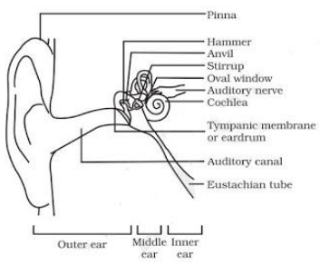 Structure of Human Ear