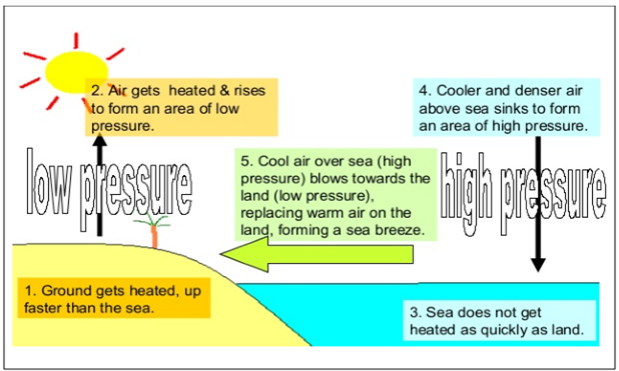 Winds in the coastal regions during Day