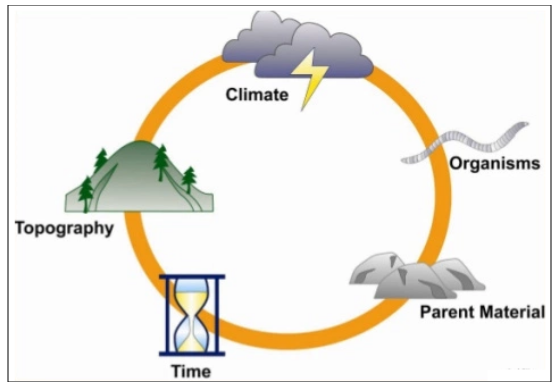 Factors affecting the formation of soil