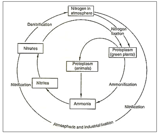 Nitrogen Cycle