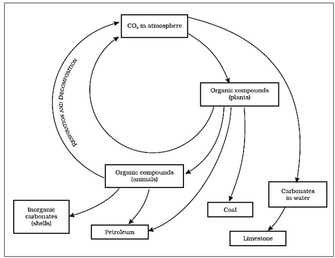 Carbon Cycle