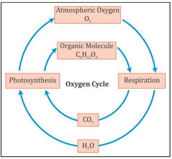 Oxygen Cycle