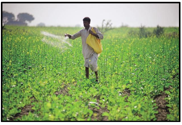 Using fertilizers in fields