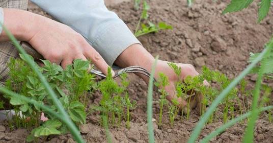 Uprooting weeds manually