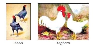 Poultry Animals