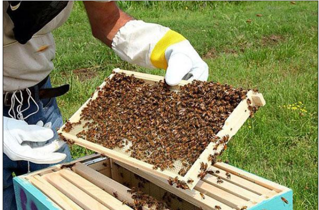 Bee Farming