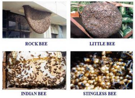 Honey Bee examples