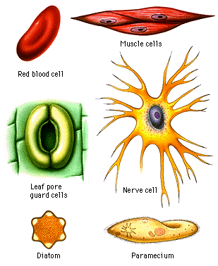 Cells can have different shaped and sizes