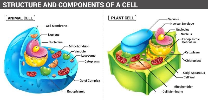 The structure of cells in plants and animals