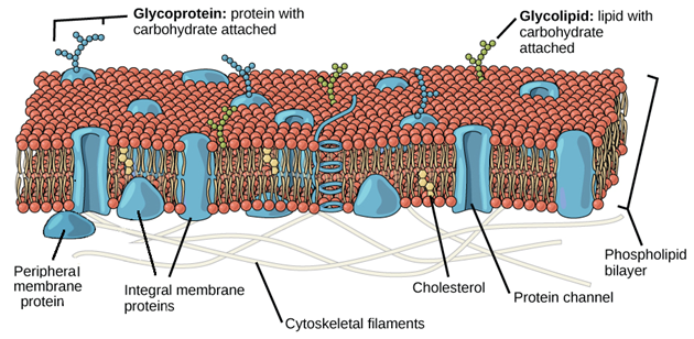 Structure of the Plasma Membrane