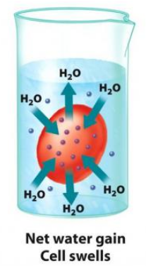 Hypotonic Solution