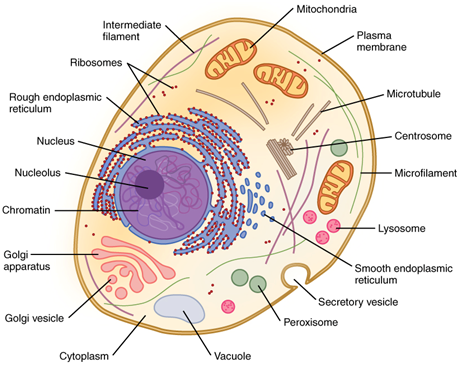 Nucleus of a Cell