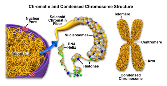 Chromosomes and Chromatin