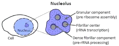 Nucleolus inside a Nucleus