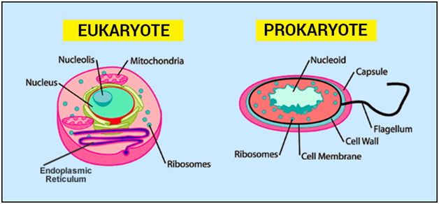 Eukaryotic and Prokaryotic Cells 