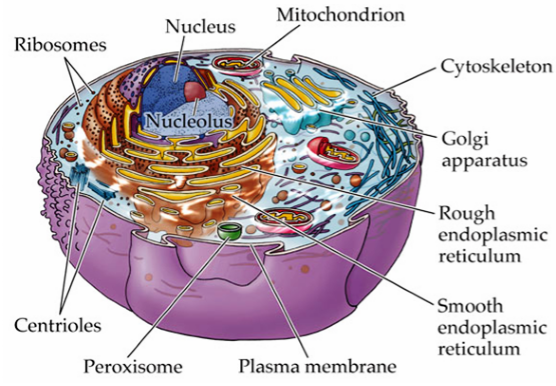 Different Cell Organelles