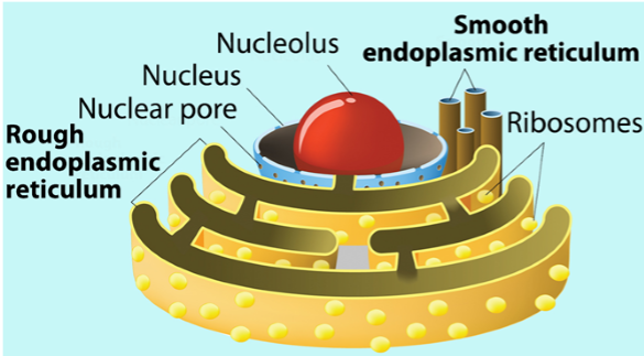 Endoplasmic Reticulum 