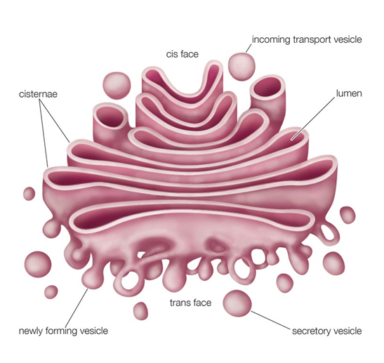 Golgi Apparatus