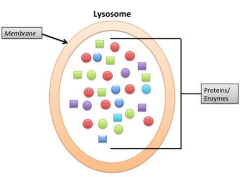 Structure of Lysosome