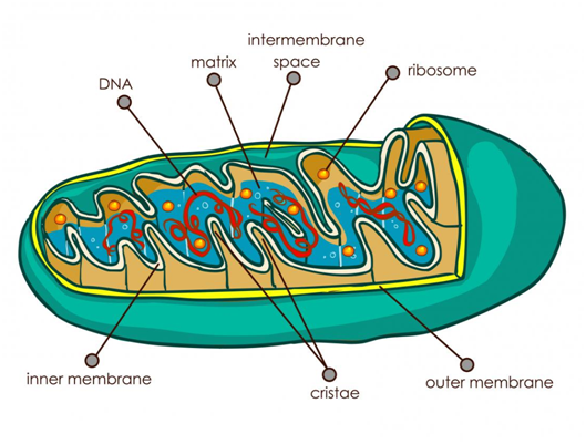 Structure of Mitochondria