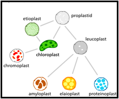 Types of Plastids