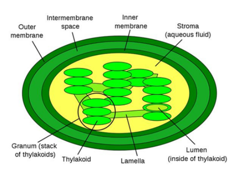 Chloroplast containing thylakoids, stroma and grana