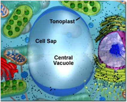 Sap Vacuoles