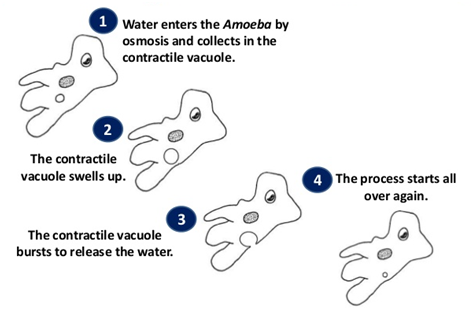 Osmoregulation in Amoeba through Contractile Vacuoles