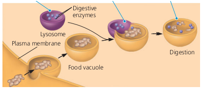 Food Vacuoles and Digestion