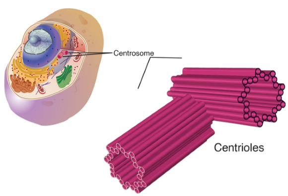 Centrioles 