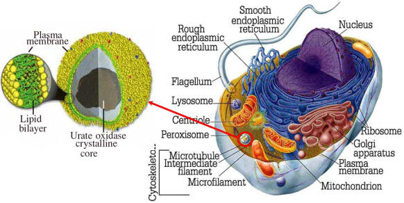 Peroxisomes in a cell