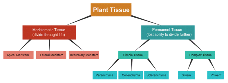 Types of Plant Tissues