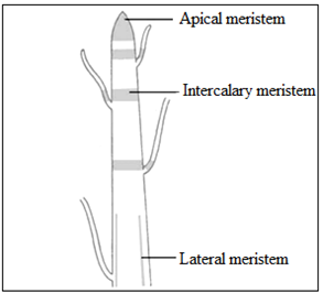 Location of meristematic tissue