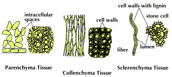 Simple Permanent Tissue