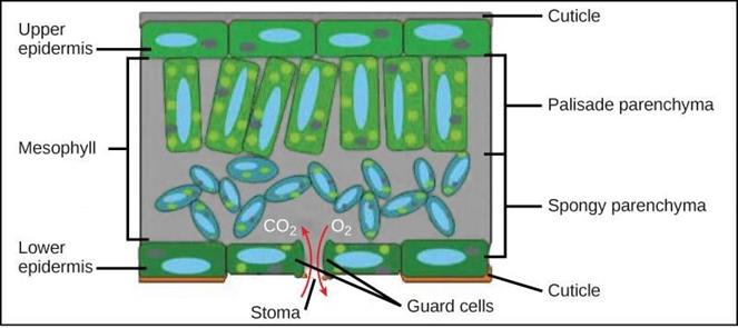 Epidermis 