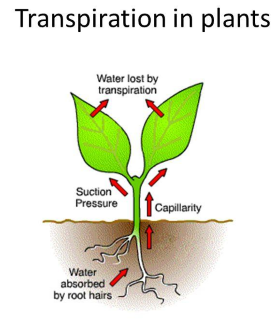 Transpiration