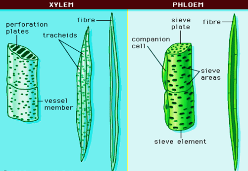 Xylem and Phloem 