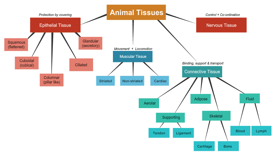 Types of Animal Tissues