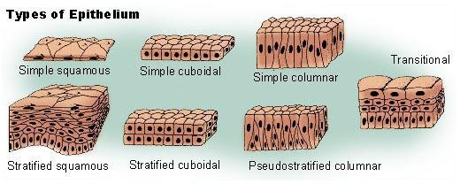 Types of Epithelium