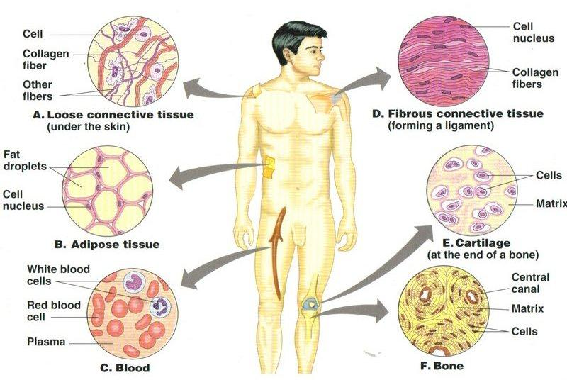 Connective Tissues