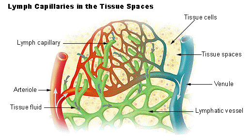 Lymph Capillaries 