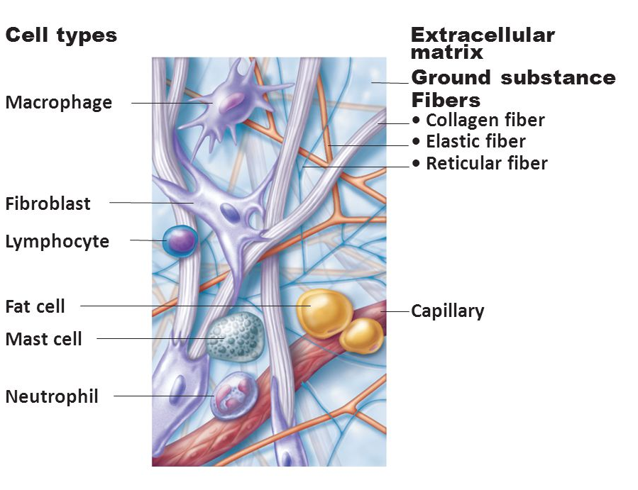 Components of the areolar connective tissue