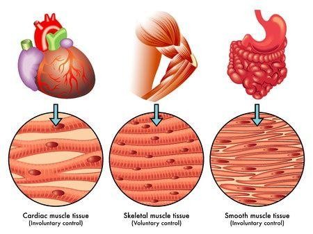 Muscular Tissue