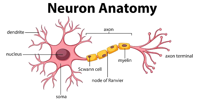 Structure of Neuron 